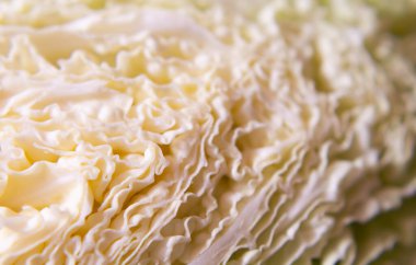 Kabak yapısı bölüm, makro fotoğrafçılık.