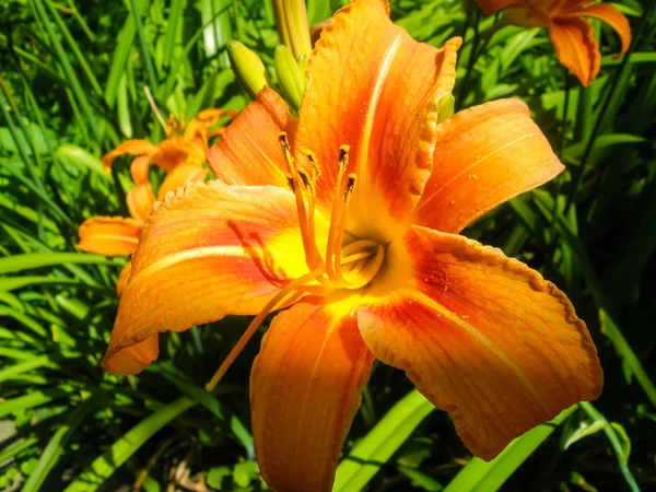 Beautiful lily flowers in the garden. Growing lilies in the garden.