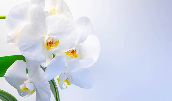 Orquídeas Brancas Bonitas Fundo Branco Cinza — Fotografia de Stock