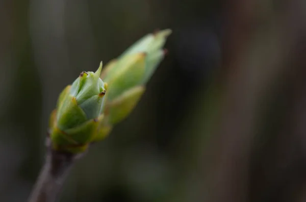 暗い背景に春のライラックの芽 — ストック写真