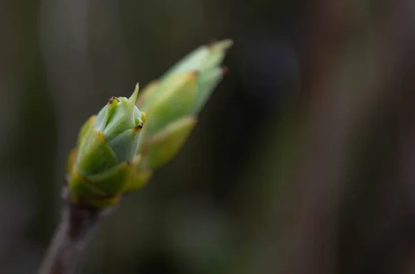 Lente Lila Knoppen Een Donkere Wazige Achtergrond — Stockfoto