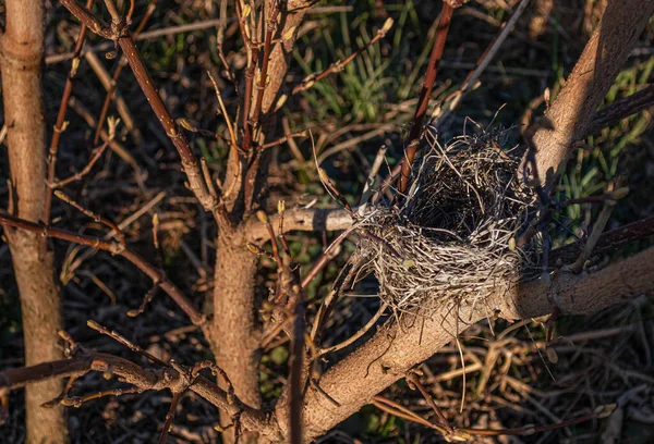 Gniazdo Gałęziach Drzewa Puste Gniazdo Ptaków Wczesną Wiosną — Zdjęcie stockowe