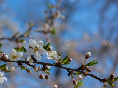 Bahar çiçekli erik, kiraz eriği, mavi gökyüzüne karşı ağaç dallarında bahar beyaz tomurcukları.