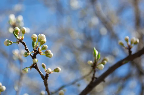 Spring flowering plum, cherry plum, spring white buds