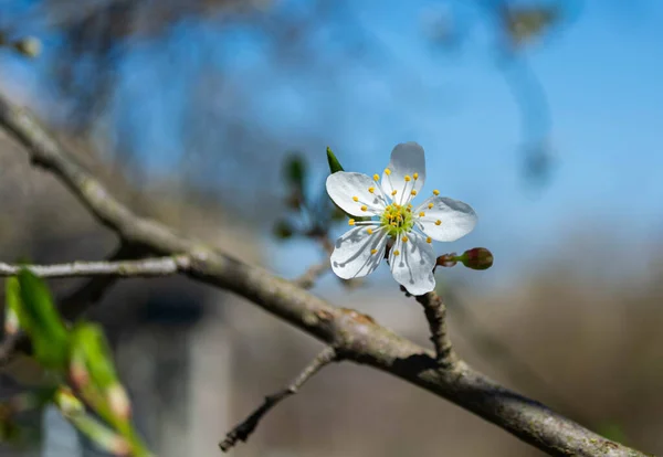 Spring flowering plum, cherry plum, white flower on a background of blue sky. Beautiful background