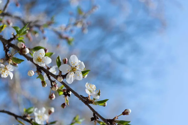 Spring flowering plum, cherry plum, spring white buds on the branches of a tree against a blue sky. Beautiful background