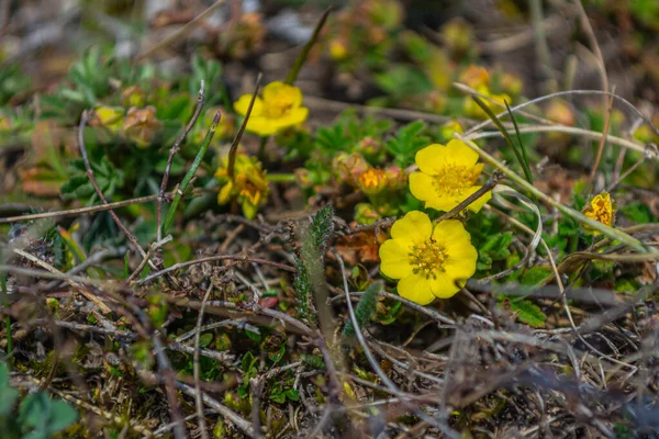 First Spring Flowers Buttercup Ranunculaceae Yellow Flower Flower Edge Ravine — Stock Photo, Image
