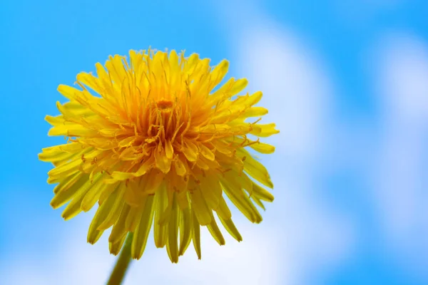 青い空に対して花のタンポポ 美しい背景 医療用タンポポ フィールドタンポポ または医薬品タンポポ 一般的なタンポポ — ストック写真