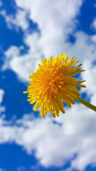 Flores Primavera Dente Leão Comum Flor Amarela Brilhante Fundo Céu — Fotografia de Stock