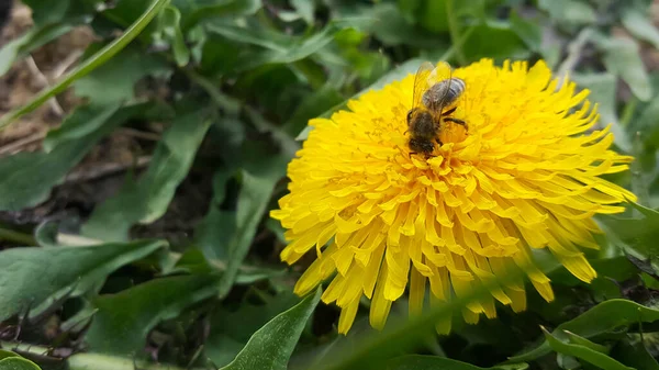 Voorjaarsbloemen Paardenbloem Gewoon Bijen Fel Gele Bloem Closeup — Stockfoto