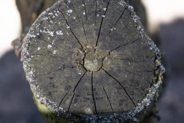 Bahçedeki eski ağaç dalları. Çatlak, solgun ahşap arka plan.