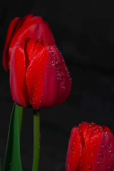 Flores Vermelhas Tulipa Vermelha Fundo Preto — Fotografia de Stock