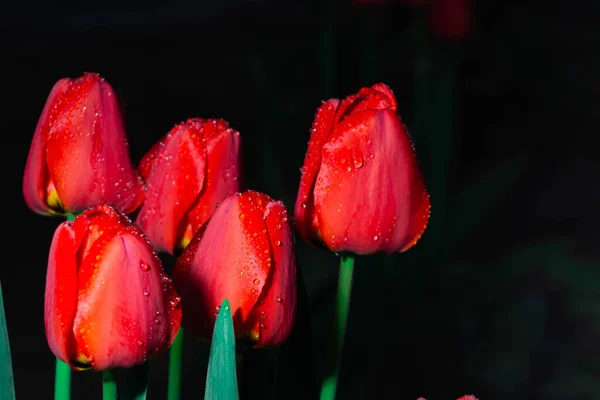 Hermosos Tulipanes Rojos Con Gotas Agua Después Lluvia Por Noche —  Fotos de Stock