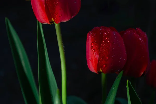 Piros Virágok Piros Tulipán Egy Fekete Sötét Háttér — Stock Fotó