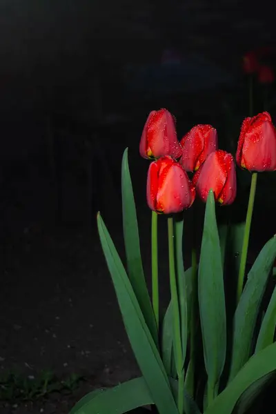 Egy Bokor Vörös Tulipán Éjszakában — Stock Fotó