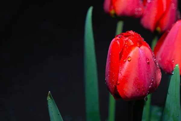 Vackra Röda Tulpaner Med Blad Mörk Bakgrund — Stockfoto