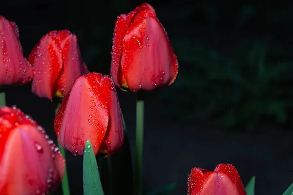 Számos Gyönyörű Vörös Tulipán Cseppek Víz Után Eső Éjszaka Gyönyörű — Stock Fotó