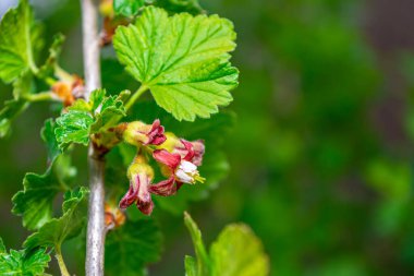 Baharda çiçekli ve yeşil yapraklı siyah frenk üzümü dalı. Bahçede üzümler açıyor..