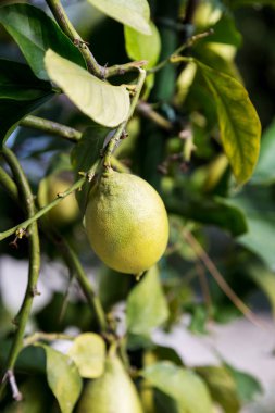 Ağaçta çiğ limon