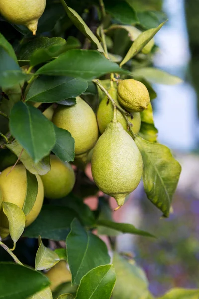 Several lemons on lemon tree on sunny day