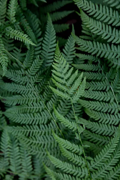 Fondo con hojas de helecho en la naturaleza — Foto de Stock