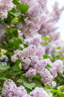 Light lilac branch at may day