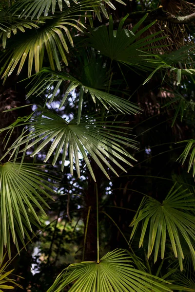 Folhas de palmeira no jardim — Fotografia de Stock