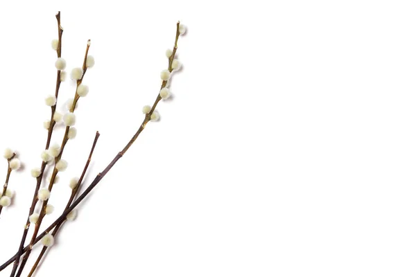 Branche de saule sur fond blanc — Photo
