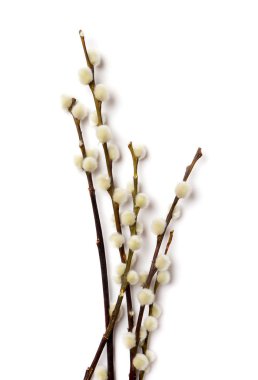 Söğüt ağacının Paskalya dalları beyazlar üzerinde izole.