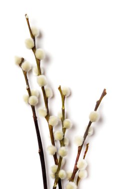 Söğüt ağacının Paskalya dalları beyazlar üzerinde izole.