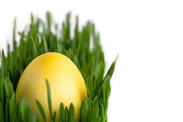 Easter yellow egg on green grass isolated