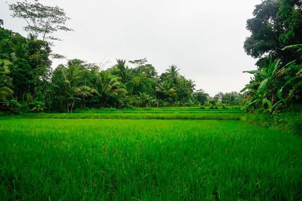 Campo Arroz Una Aldea Indonesia — Foto de Stock