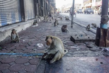 Tayland Lopburi şehrindeki sokak maymunları