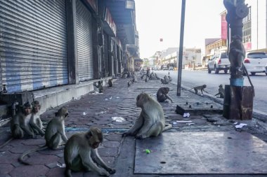 Tayland Lopburi şehrindeki sokak maymunları