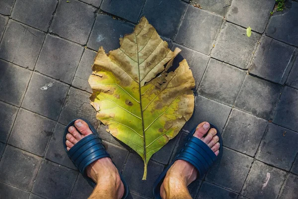 Big leaf under your feet