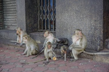 Tayland Lopburi şehrindeki sokak maymunları