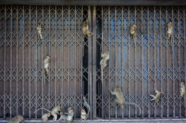 Tayland Lopburi 'de çitlere asılı maymunlar