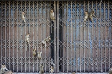 Tayland Lopburi 'de çitlere asılı maymunlar