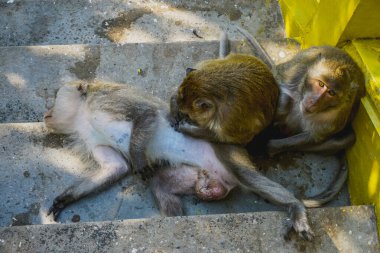 Tayland 'daki Prachuap Khiri Khan şehrindeki dağdaki tapınakta maymunlar.