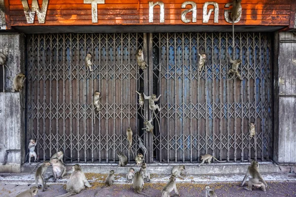 Обезьяны Висят Заборе Лопбури Таиланде — стоковое фото