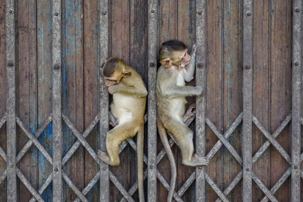 Macacos Pendurar Uma Cerca Lopburi Tailândia — Fotografia de Stock