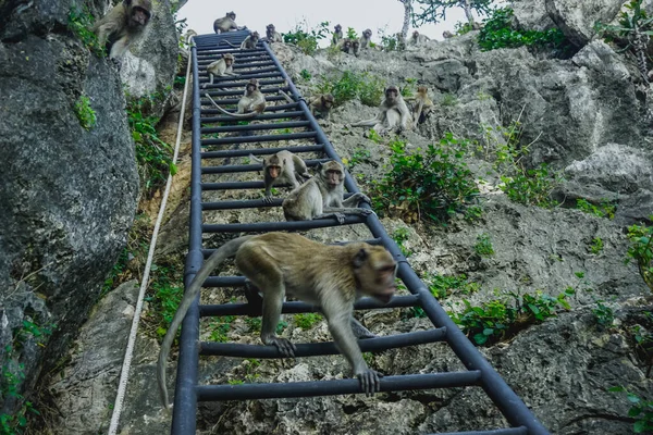 Monkeys in the temple on the mountain in the city of Prachuap Khiri Khan in Thailand