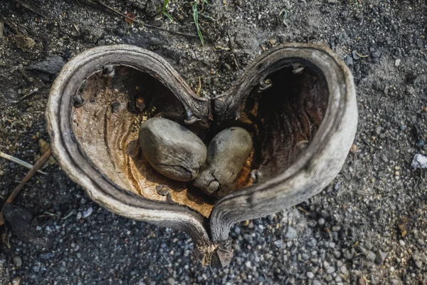 The fruit of a tropical plant in the form of a heart in Thailand