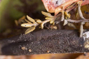 Moodly meyve tek meyve sineği (drosophila melanogaster)