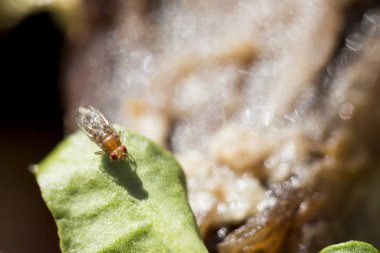 Yeşil yaprak üzerinde tek meyve sineği (drosophila melanogaster)