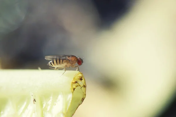 Single fruit fly (drosophila melanogaster) on green leaf — Stock Photo, Image