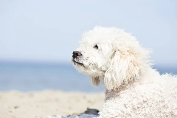 Miniature poodle on beach — Stock Photo, Image