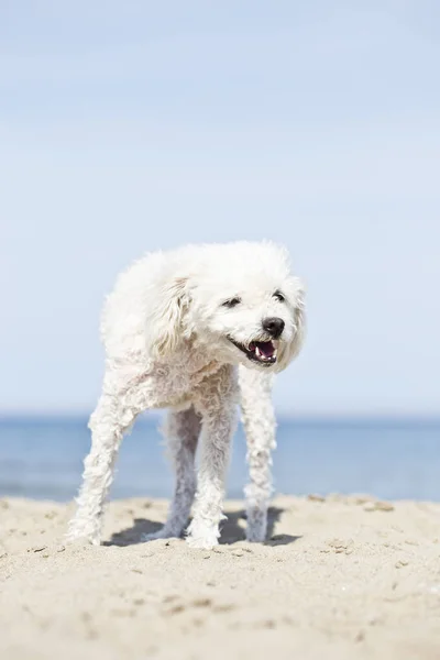 Miniature poodle on beach — Stock Photo, Image