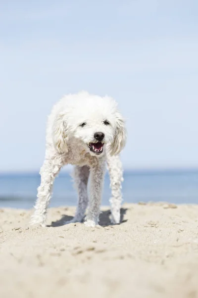 Miniature poodle on beach — Stock Photo, Image
