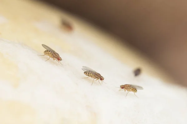 vahşi doğa üzerinde üç meyve sineği